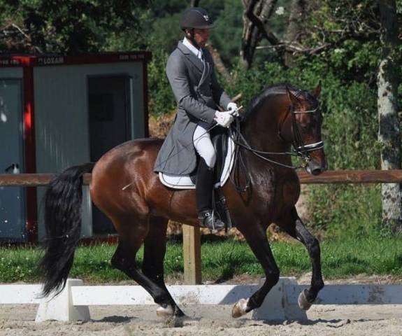 Etalon lusitanien gp dressage
