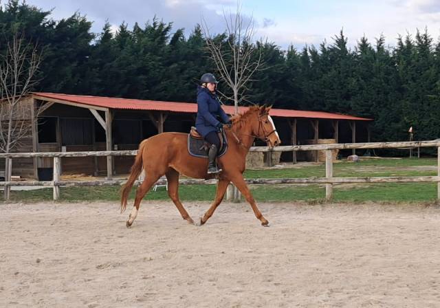 Magnifique jument de sport