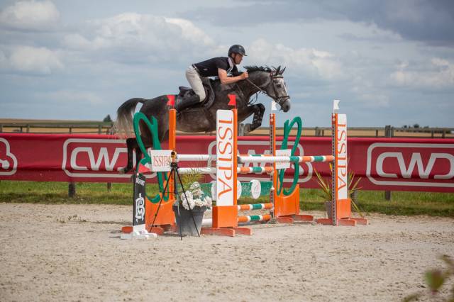 Super hongre de 5 ans