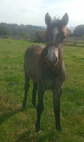 Pouliche connemara pleins papiers