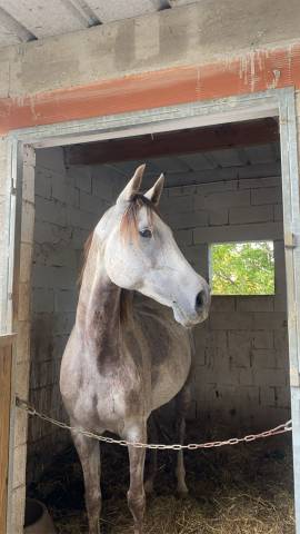 Vente de cheval arabe d'endurance