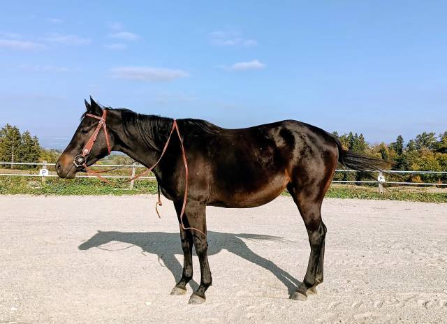 Jument de loisirs 3 ans