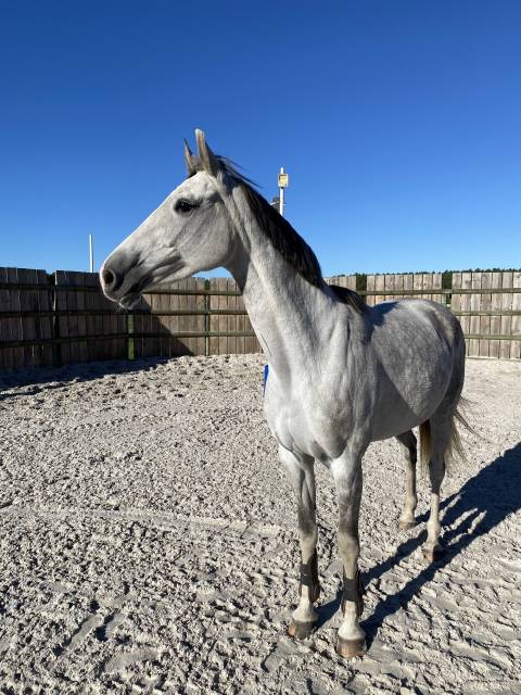 Jeune jument pour amateur 1