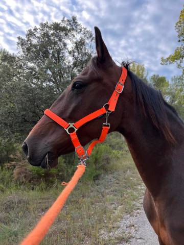 Jument trotteur français