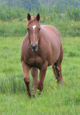 Jument 2022 quarter horse