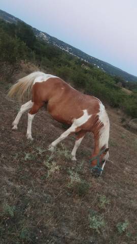 Ibiza jument onc robe pie