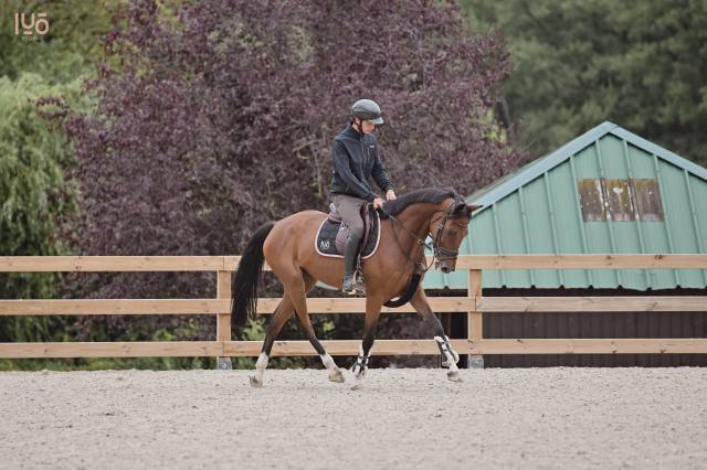 Hongre 13ans pour amateur elite