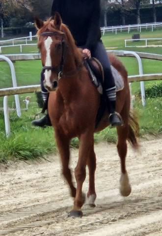 Beau hongre sf volontaire et porteur