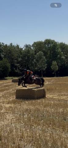 Poney de sport hors côte
