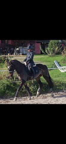 Jument maître d’école