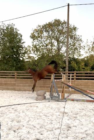 Mellite du valois jument sf