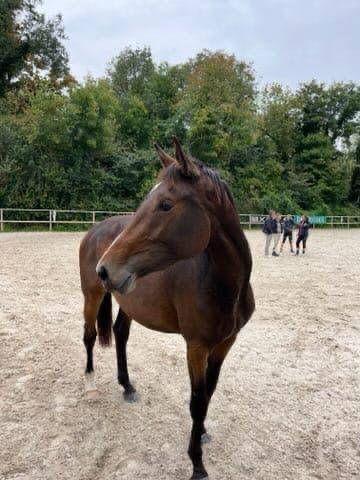Jument selle français