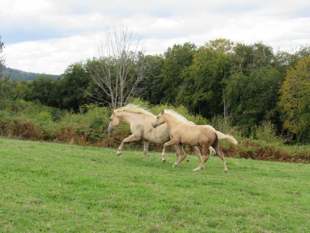 Poulain cheval palomino quarter horse qh