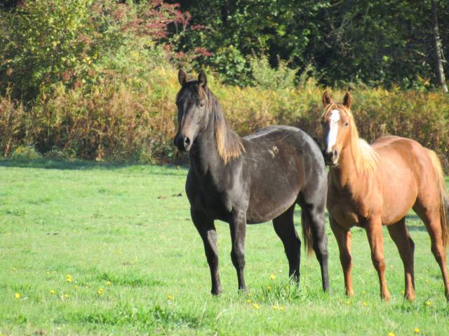 Cheval poulain quarter horse qh