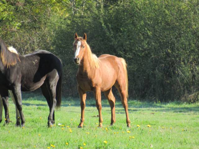 Cheval poulain alezan rabicano quarter horse qh