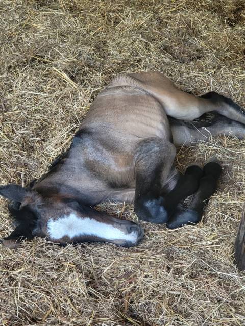 Pouliche pure espagnole