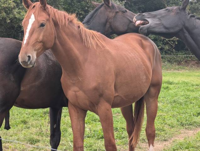 Hongre selle français