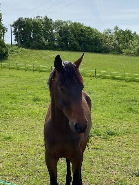 à vendre - jeune cheval selle français 5 ans - cso