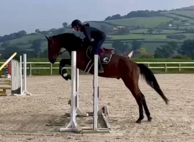 Hongre selle français