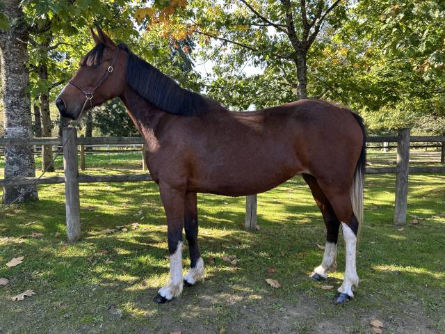 Super jument loisirs