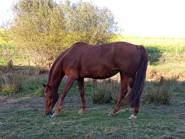 Jument pour poulinière ou sport