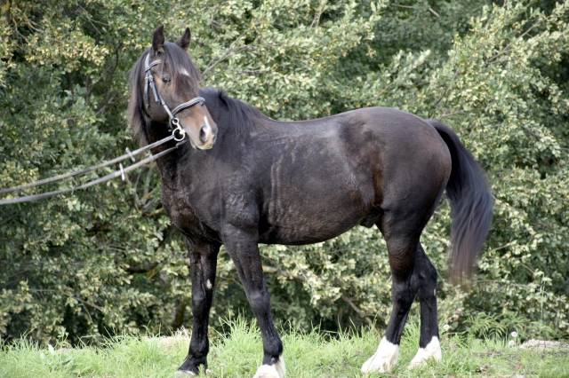 Super poney à vendre