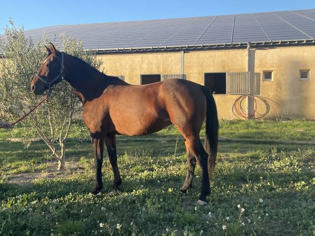 Vends jument sf 14 ans