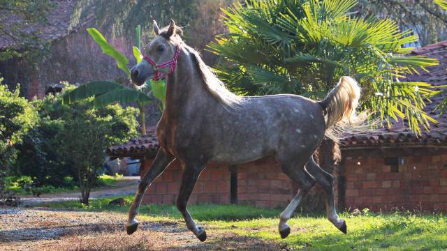 Magnifique pur sang arabe hongre 3 ans