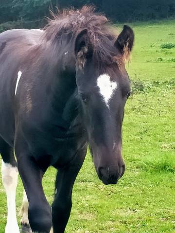 Pretty'girl pouliche gypsian