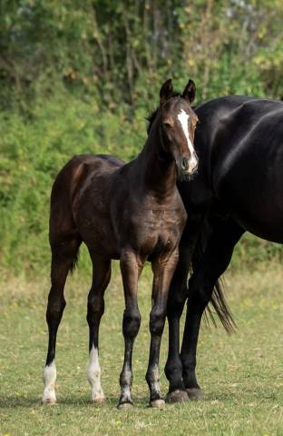 Magnifique pouliche par fürstenball / sir donnerhall
