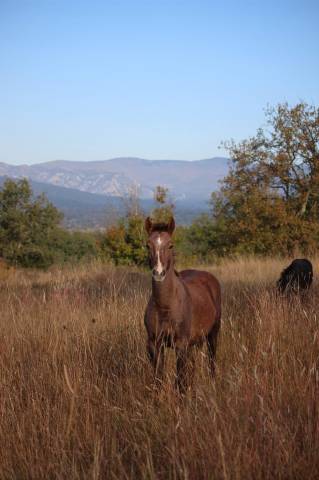 Poulain pfs top origines sport