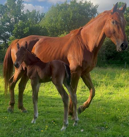 Vente poulinière kwpn 11 ans