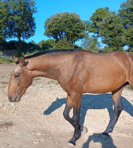 très jolis poulains psl
