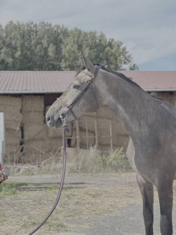 Hongre 3 ans par chacoon blue x nabab de rêve