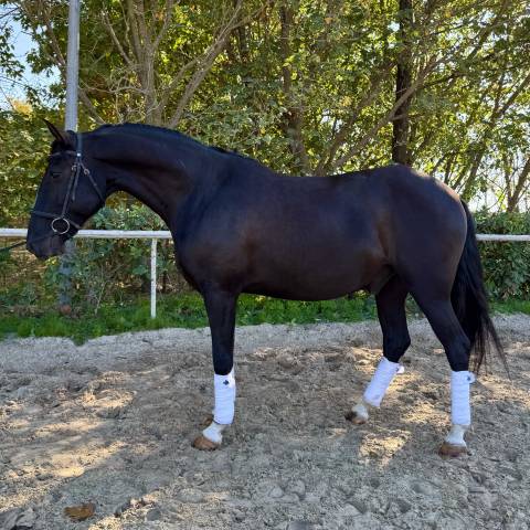 Lusitanien hongre 6 ans