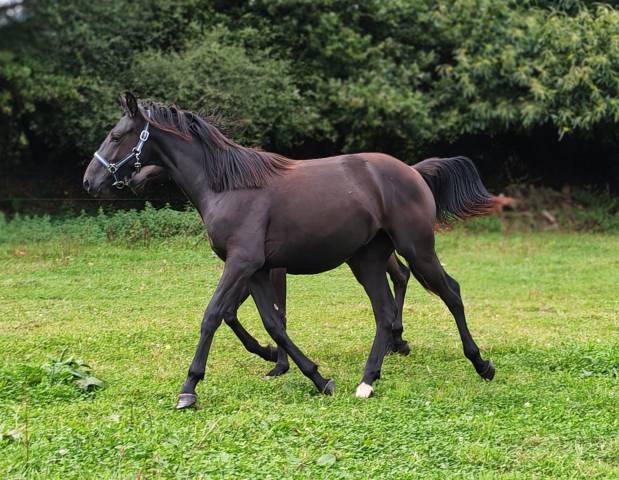 Pouliche noire de 2024