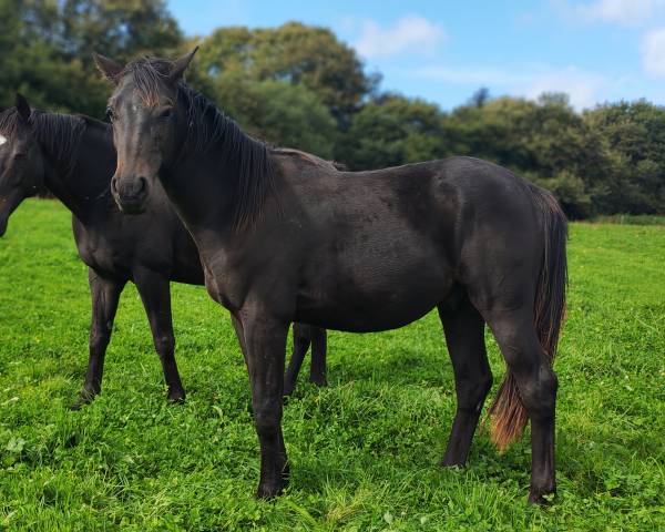 Poulain de sport de 2024