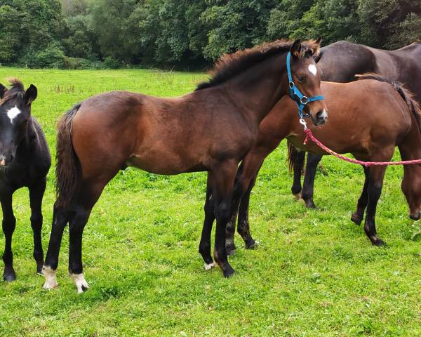 Poulain de sport 2024