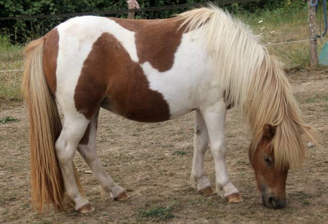 Ponette shetland pp