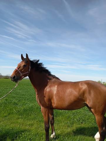 Jument selle français 6 ans