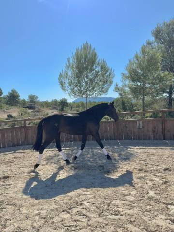 Jument pure race minorquine pp