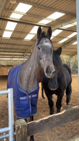 Sublime et adorable jument pur-sang 4 ans