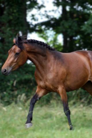 Ponette connemara pp 2022