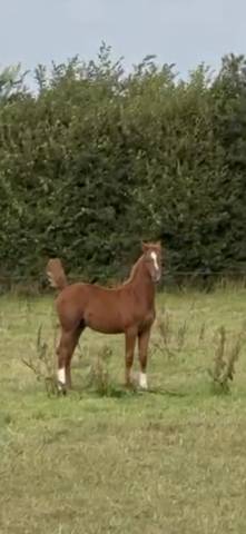 Foal excellente souche