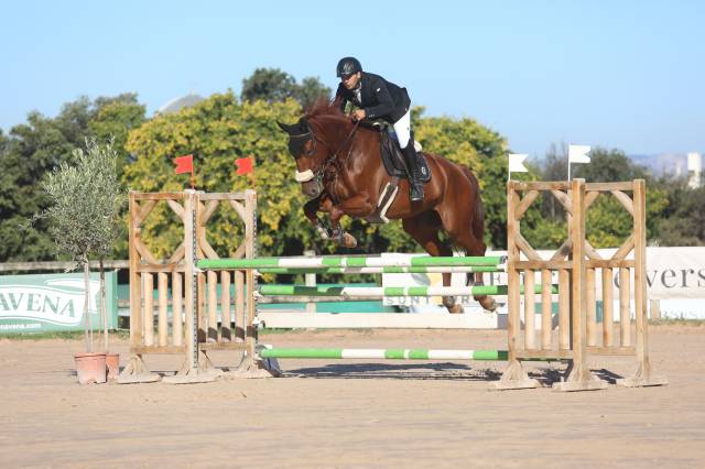 à vendre jument de 5 ans