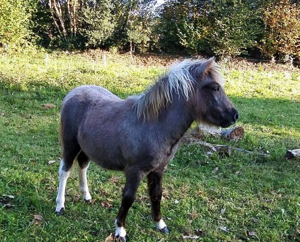 Pouliche oc poney b