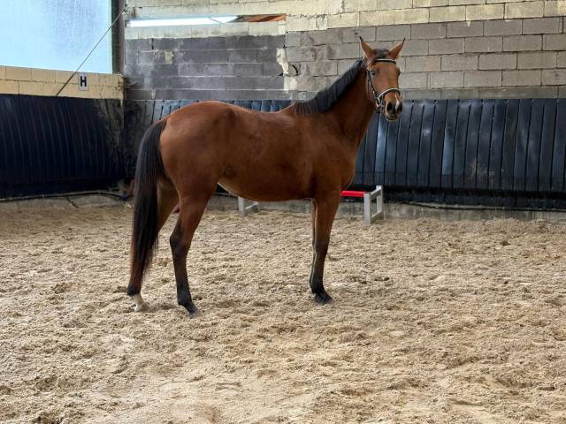 Jolie pouliche 2 ans sf