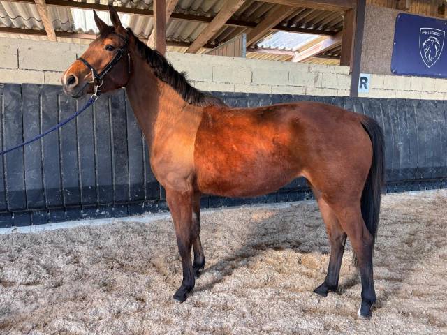 Jolie pouliche 3 ans sf