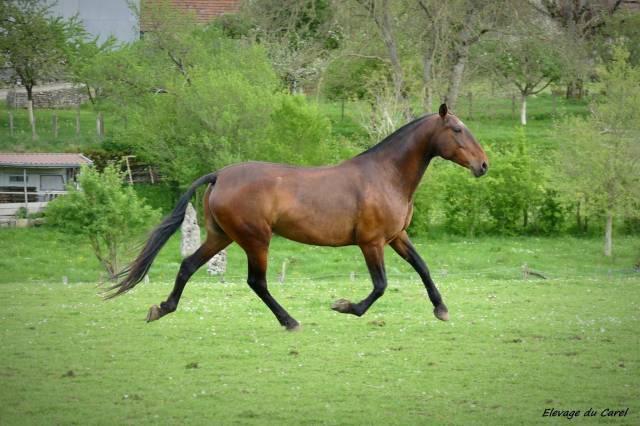 Jument pure race espagnole