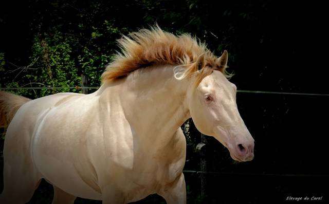 étalon pure race espagnol